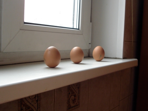 Стоящие яйца 1